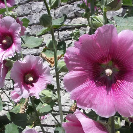 Maison Aumiere Casa de Férias La Flotte